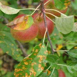 Što ako se očituje na listovima jabuka hrđe?