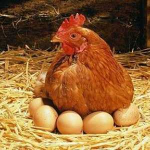 Što se prvi put pojavio kokoš ili jaje? Dinosaur!