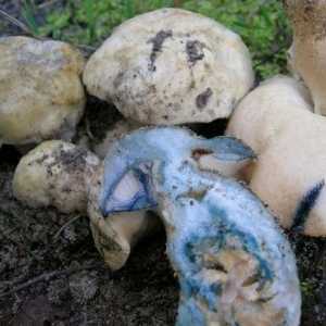 Što je modricu gljiva?