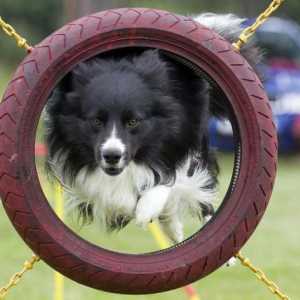 Što je agilnost? Agilnost za pse u Rusiji: pravila krugova tržišnog natjecanja, staza