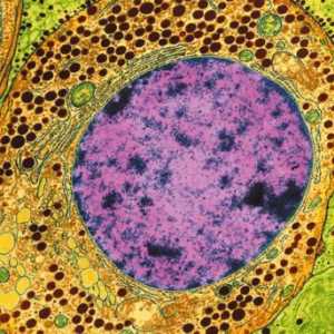 Što je citoplazma? Struktura, sastav i svojstva citoplazmi