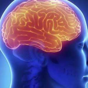 Što je mozak: njegova struktura i funkcija