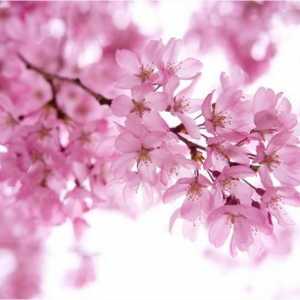 Što je Sakura i japanski nego što je skupo