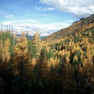 Što je sjeverni šuma? Crnogorične šume na tajga: opis, flora i fauna