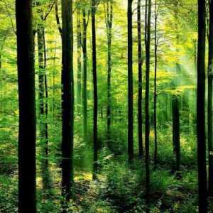 Koja raste u šumi i koja živi? Opis proljetnom i jesenskom šumi