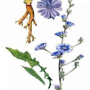 Cikorija cvijeće u narodnoj medicini. Cvjetovi cikorije su korisne i kako ih koristiti?