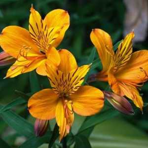 Cvjetni astrameriya: uzgoj, njegu i korištenje u bukete