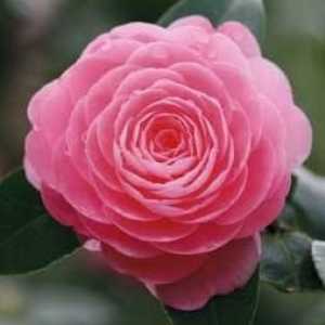 Camellia cvijet: kako se pravilno brinuti kod kuće