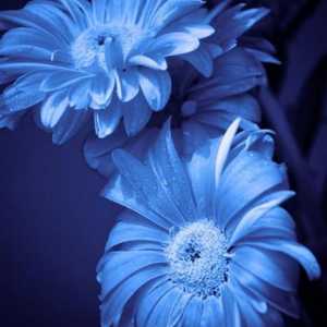 Cvijet sa plavim cvijećem. Imena plavim cvjetovima, fotografija