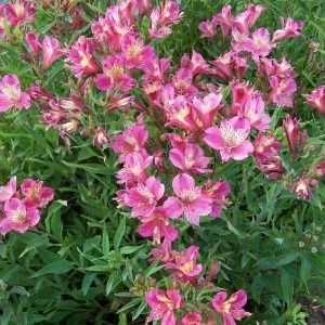 Alstroemeria cvijeće - ukras za vaš vrt