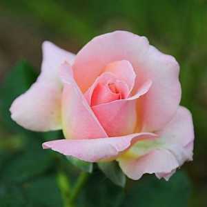 Cvijeće čaj ruža - kako odabrati