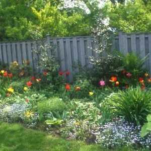 Vrt cvijeće: višegodišnjih za vrt i cvjetnjaka