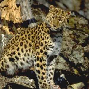 Amur leoparda - velika mačka je na rubu izumiranja