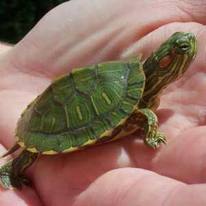 Ukrasna Krasnouhov kornjača: obilježja skrbi