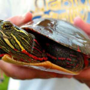 Dekorativni kornjače: care, vrste i obilježja sadržaja