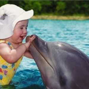Delfin - životinja ili se razumno?