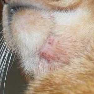 Akne kod mačaka: oblika i simptoma infekcije