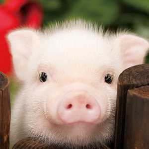 Početna Ukrasna svinja: opis, slika