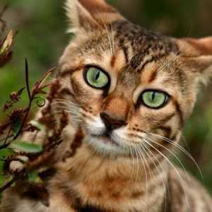 Početna leopard mačka - utjelovljenje milosti i eleganciju