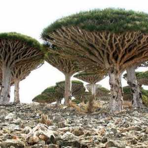 Zanimljivosti Socotra Island. Gdje je otok Socotra?