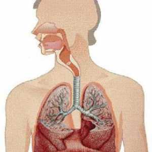 Vježbe disanja Strelnikova: kontraindikacije i indikacije, recenzije