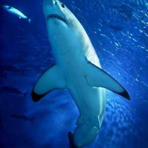 Ima li morski psi na Mediteranu? morski psi