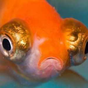 Postoji li mozak ribom: struktura i osobine. Što je IQ riba?