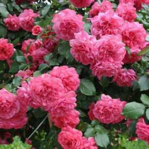 Omiljeni od vrtlara: ruža „Rosarium yutersen"