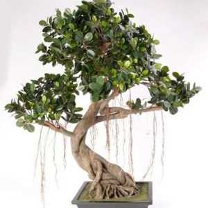 Ficus bonsai: uzgoj kod kuće