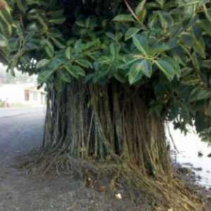 Ficus elastična. Ficus Elastica. Njega i uzgoj doma