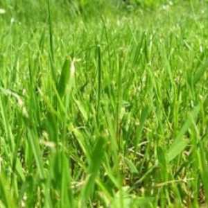 Fitoterapija: korisna svojstva pšenice trave