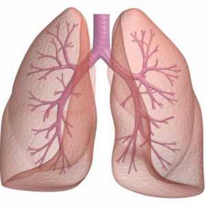Plućne funkcije. Ljudska pluća: struktura, funkcija