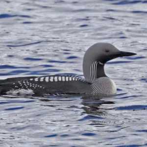 Crno-throated ronilac: opis, karakteristike skrbi, staništa i zanimljivosti
