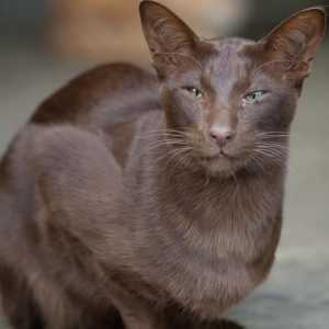 Havana - mačka s šarmantnim izgledom i savršenom karakteru