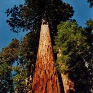 Gdje raste najveći stablo na svijetu