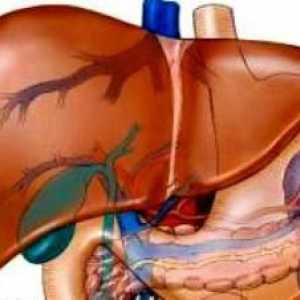 Hepatomegaly: difuzna promjena jetre. Struktura unutarnjih organa