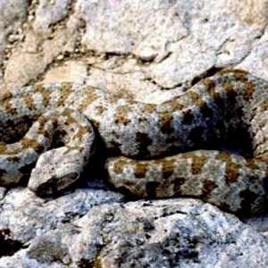Viper - zmija je opasan, ali vrijedan lijek za otrov