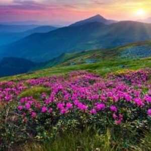 Mountain cvijeće: imena i svojstva