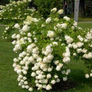 Hortenzija „grandiflora” - bogato cvjetanje grm za svoj vrt