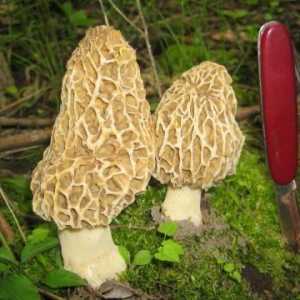 Morel gljiva: vrste i prehrane
