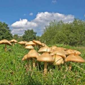Gljiva za kuhanje: livada gljive