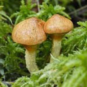 Vrganj gljiva: koristi i štete, kalorijska sadržaj i sastav