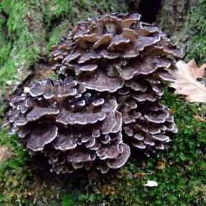 Zec gljiva: opis i ljekovita svojstva