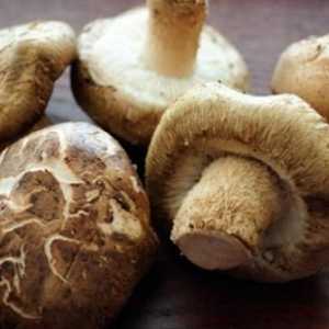 Crna gljiva. Soljenje hladno i hot