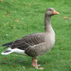 Grey Goose velike. Držanje i uzgoj pasmine