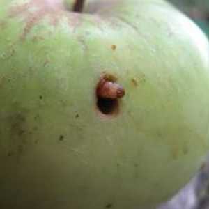Caterpillar jabuke: metode borbe