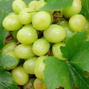 Dobri grožđe: recenzije, opisi
