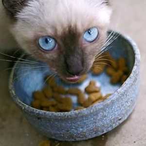 Dobra hrana za mačke: Kako odabrati