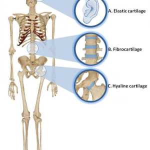 Hrskavice tkiva: funkcija i strukturna obilježja
