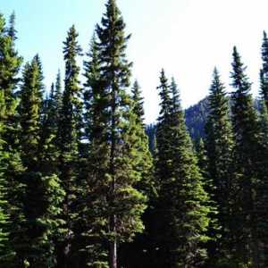 Crnogorična šuma - izvor jakog zdravlje